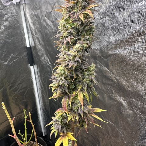 Genética X-1 growlog timeline photo