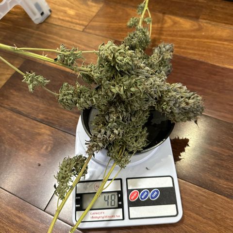 Strick Gorilla 4# growlog timeline photo