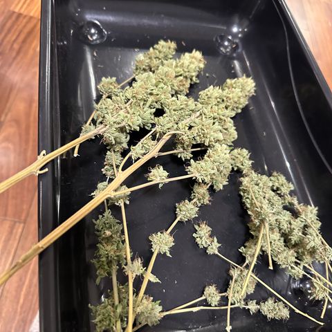Violet Wedding Cake growlog timeline photo