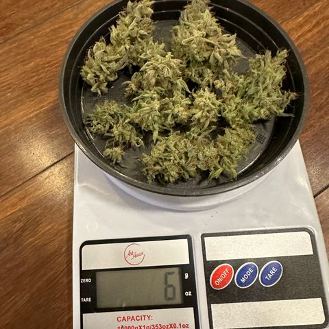 Strick Gorilla 4# growlog timeline photo
