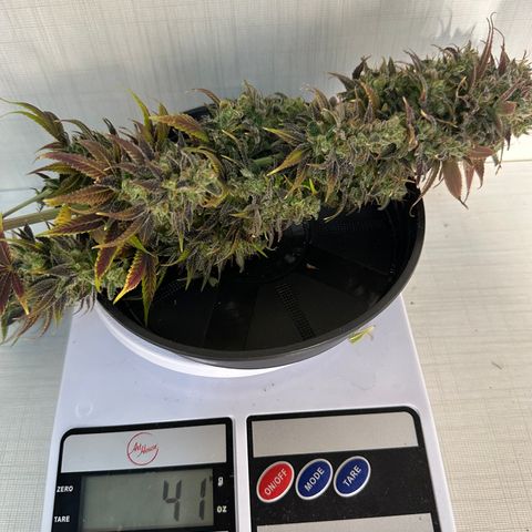Genética X-1 growlog timeline photo
