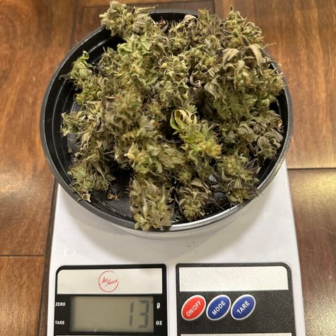 Genética X-1 growlog timeline photo