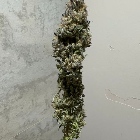 Strick Gorilla 4# growlog timeline photo