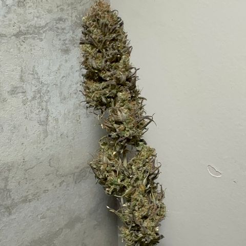 Genética X-1 growlog timeline photo