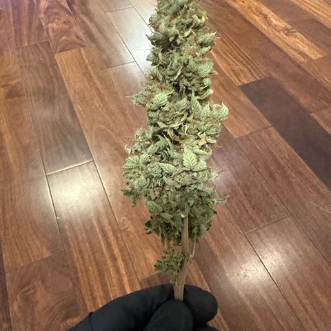 Violet Wedding Cake growlog timeline photo