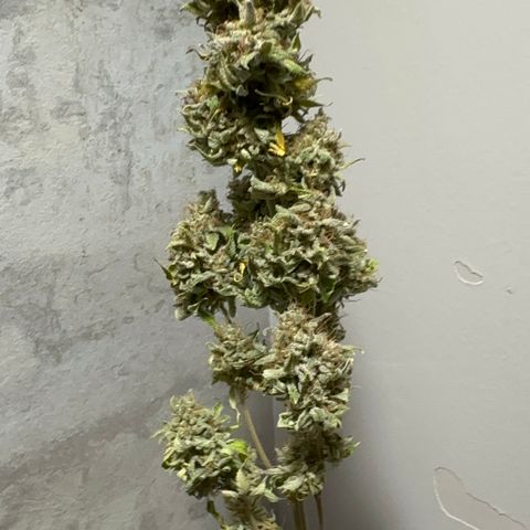 24k GOLD growlog timeline photo