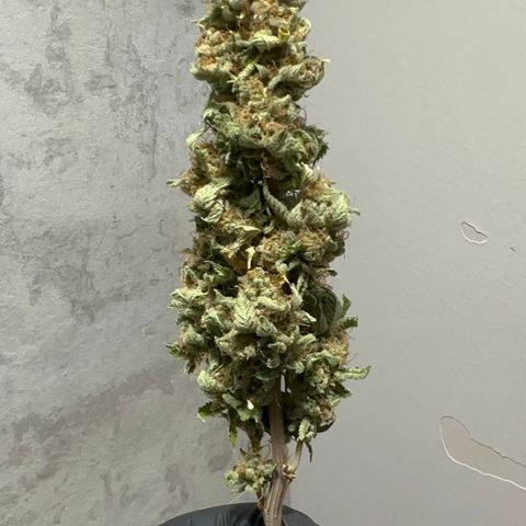 Violet Wedding Cake growlog timeline photo