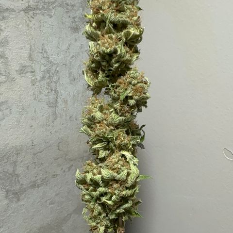 Violet Wedding Cake growlog timeline photo