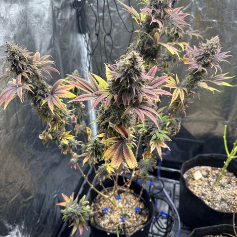 Genética X-1 growlog timeline photo