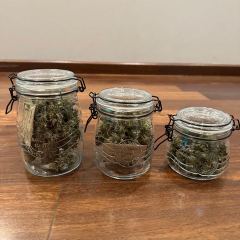 Genética X-1 growlog timeline photo