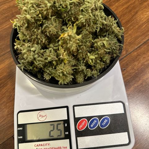 24k GOLD growlog timeline photo