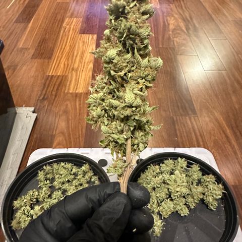 Violet Wedding Cake growlog timeline photo