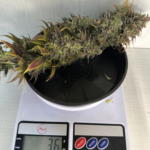 Genética X-1 growlog timeline photo