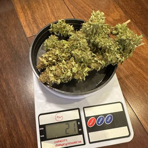 Violet Wedding Cake growlog timeline photo