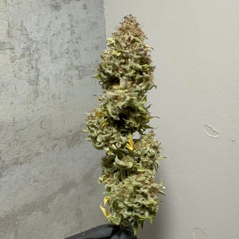 24k GOLD growlog timeline photo