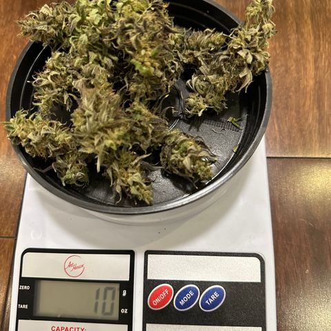 Genética X-1 growlog timeline photo
