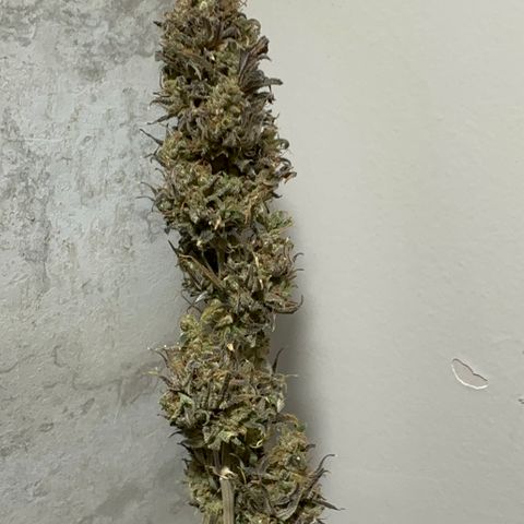 Genética X-1 growlog timeline photo