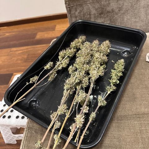 Genética X-1 growlog timeline photo