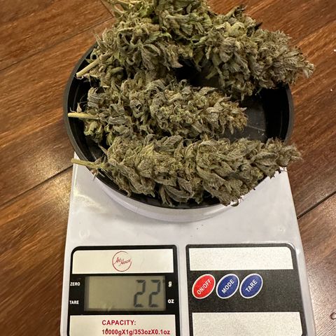 Strick Gorilla 4# growlog timeline photo