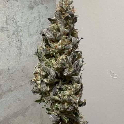 Strick Gorilla 4# growlog timeline photo