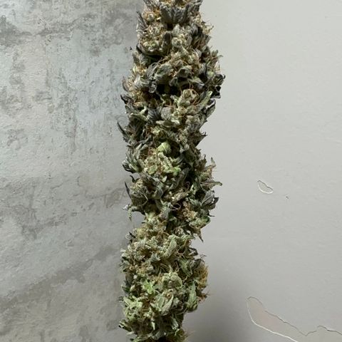 Strick Gorilla 4# growlog timeline photo