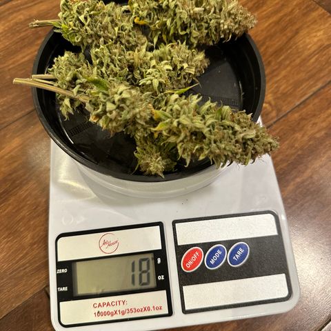 24k GOLD growlog timeline photo
