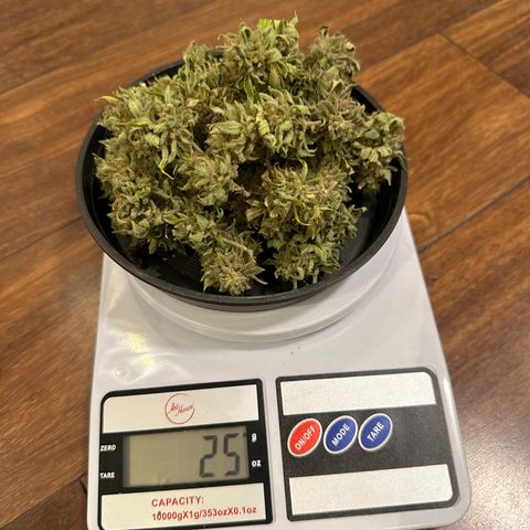 24k GOLD growlog timeline photo
