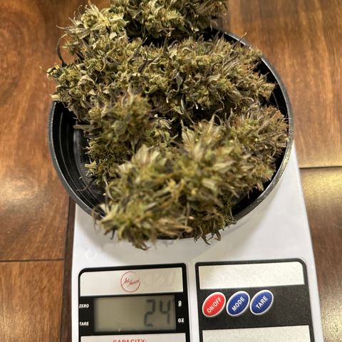 Genética X-1 growlog timeline photo