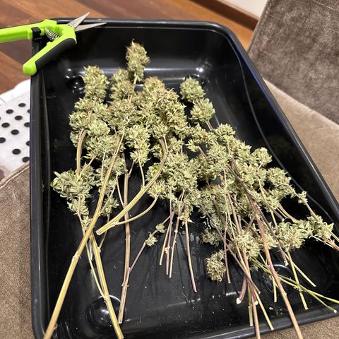 24k GOLD growlog timeline photo