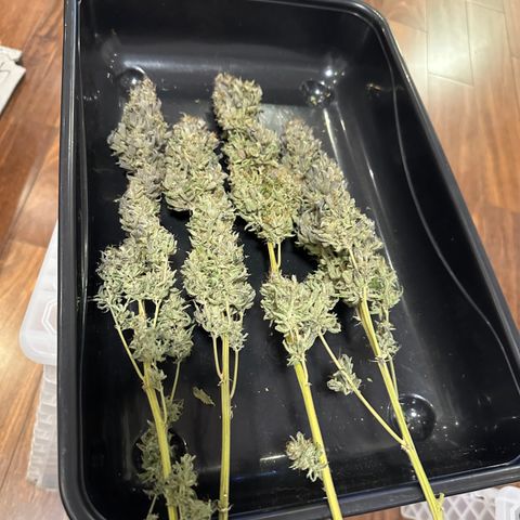 Strick Gorilla 4# growlog timeline photo