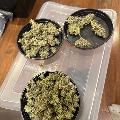 Apple Fritters growlog timeline photo