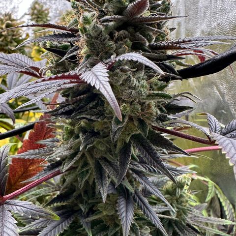 Strick Gorilla 4# growlog timeline photo