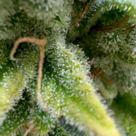 24k GOLD growlog timeline photo