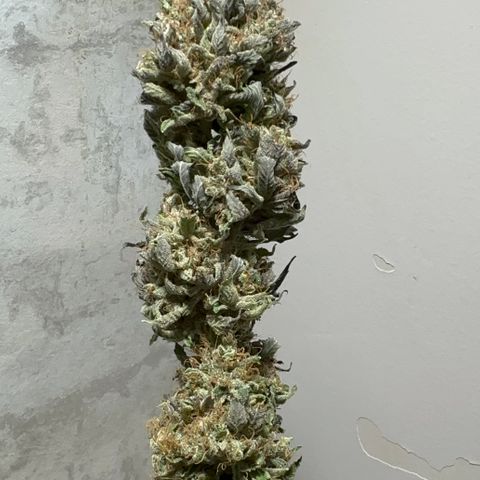 Strick Gorilla 4# growlog timeline photo