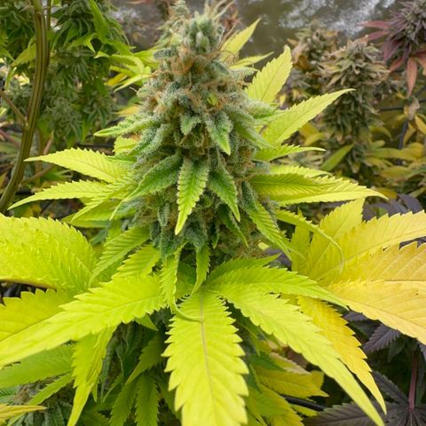 Violet Wedding Cake growlog timeline photo
