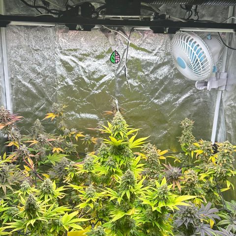 24k GOLD growlog timeline photo