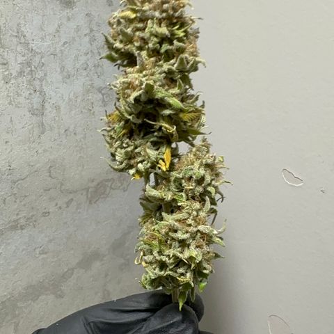 24k GOLD growlog timeline photo