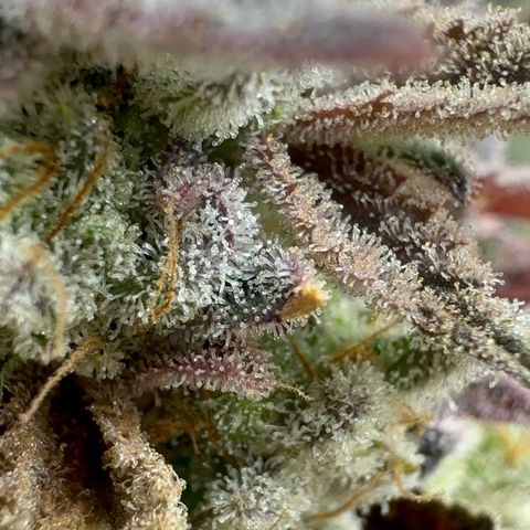Apple Fritters growlog timeline photo