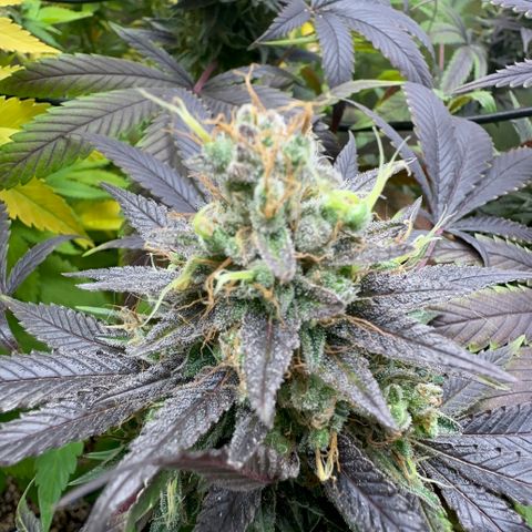 Strick Gorilla 4# growlog timeline photo