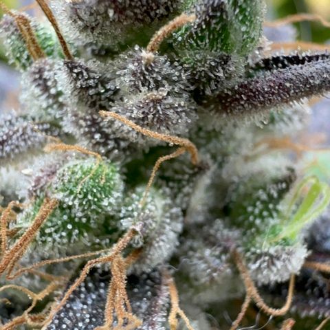 Strick Gorilla 4# growlog timeline photo