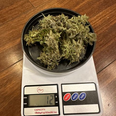 Strick Gorilla 4# growlog timeline photo