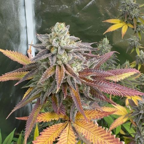 Apple Fritters growlog timeline photo