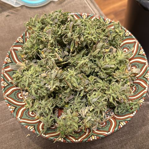 Genética X-2 growlog timeline photo