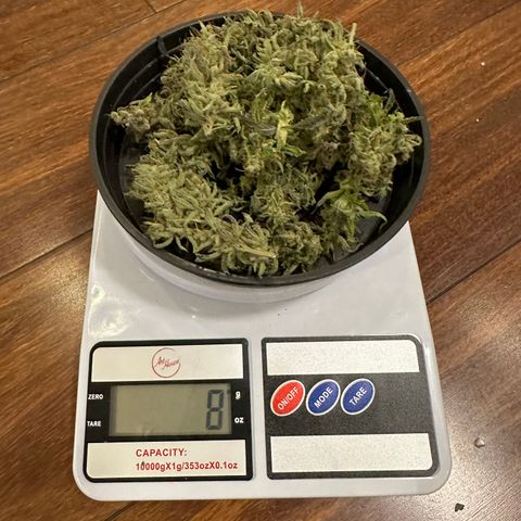 Strick Gorilla 4# growlog timeline photo