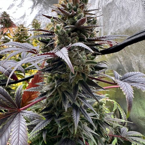 Strick Gorilla 4# growlog timeline photo