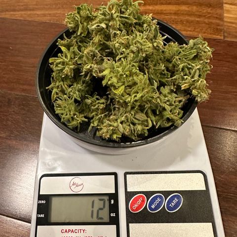 Genética X-2 growlog timeline photo