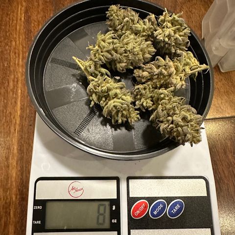 Apple Fritters growlog timeline photo