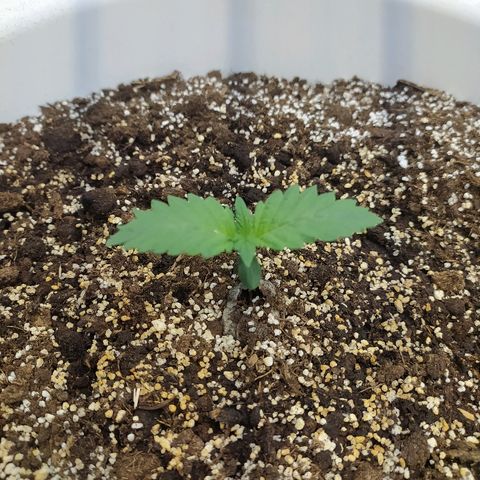 White Widow #1 growlog timeline photo