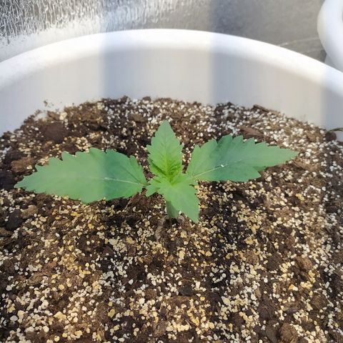 White Widow #1 growlog timeline photo