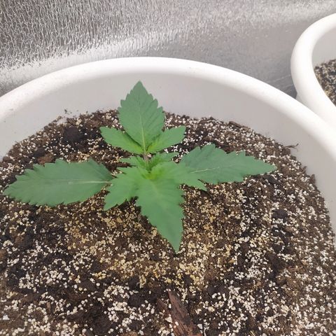 White Widow #1 growlog timeline photo
